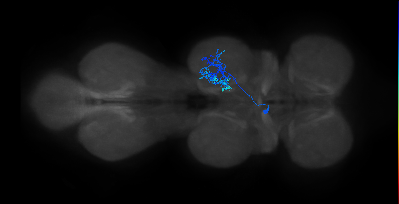 IN13B021_T2_L (MANC:20461)