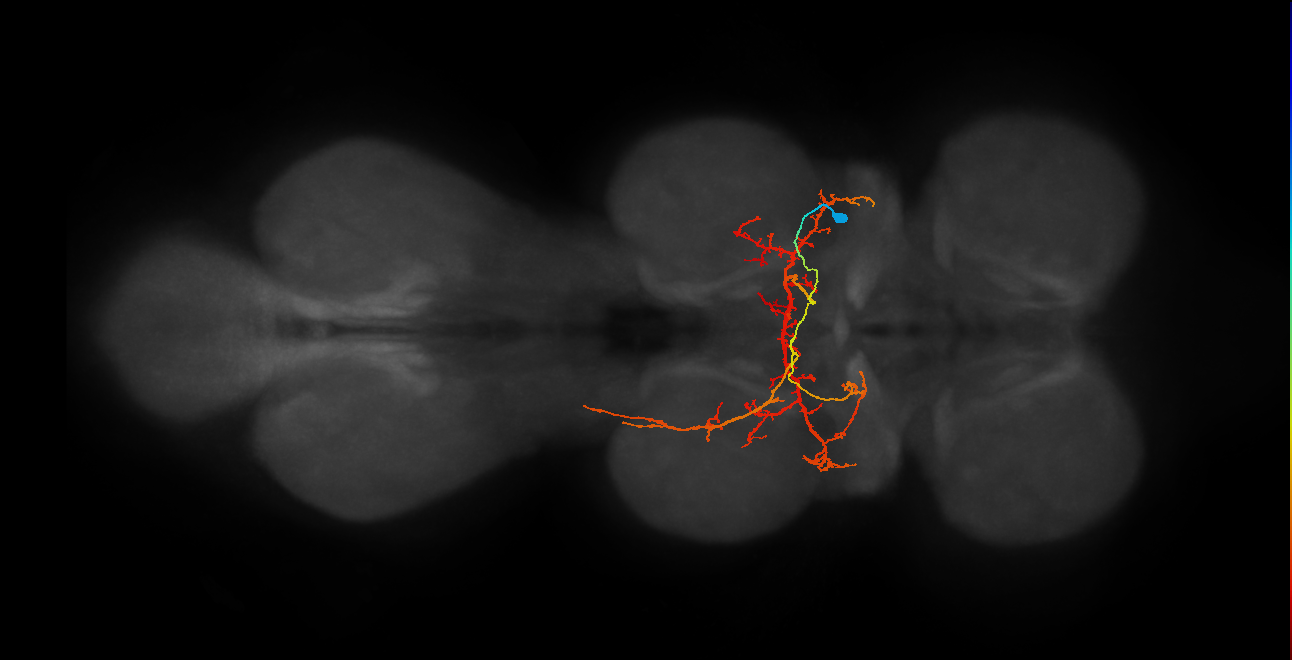 IN07B042_T2_R (MANC:20477)