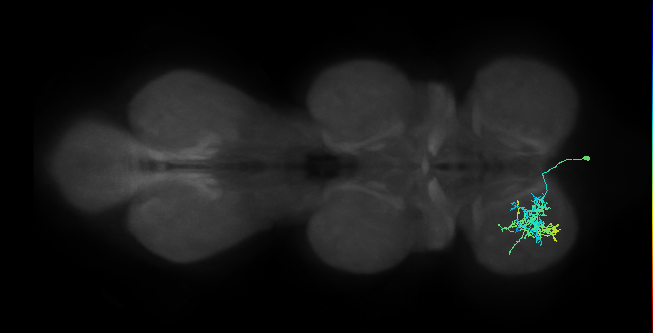 IN13B024_T1_R (MANC:20504)