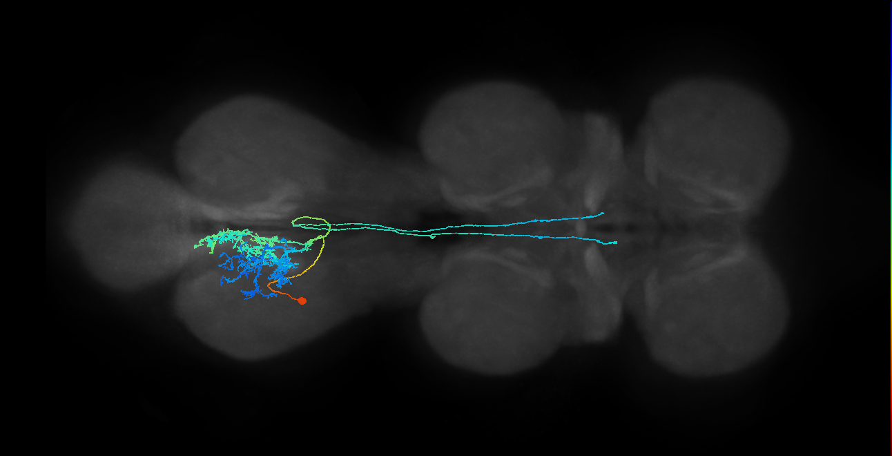 IN23B012_T3_L (MANC:20534)