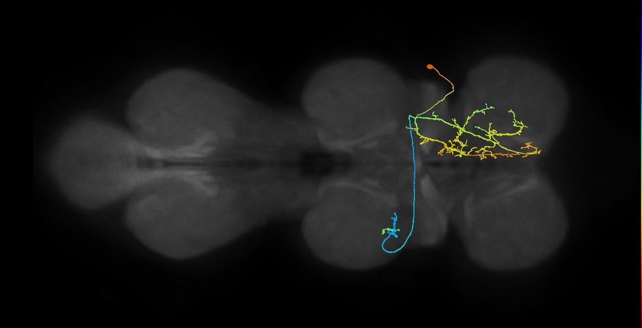IN01A060_T2_R (MANC:20547)