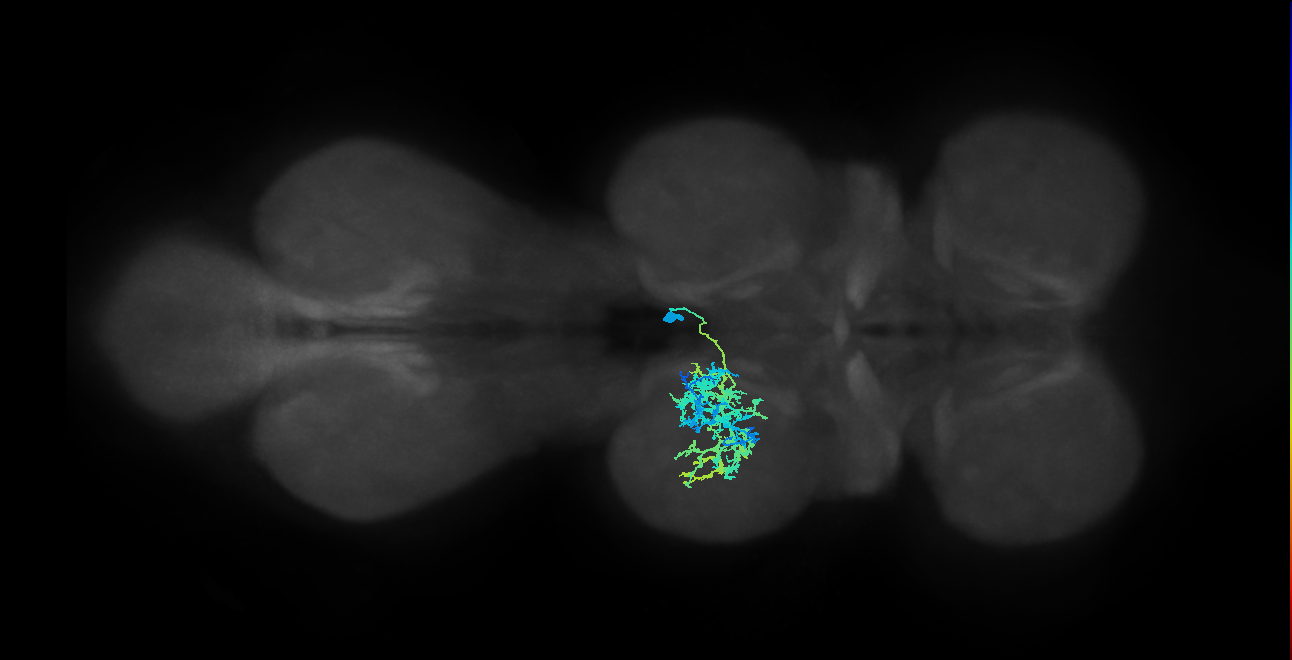 IN12B011_T2_R (MANC:20548)