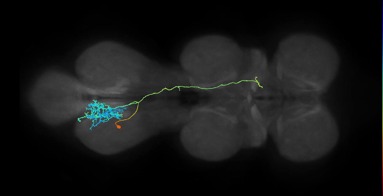 IN23B011_T3_L (MANC:20553)