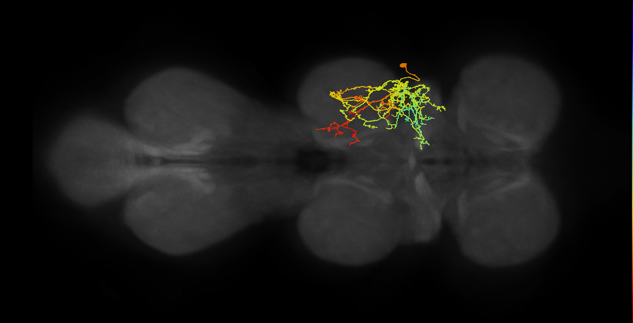 IN17A045_T2_R (MANC:20575)