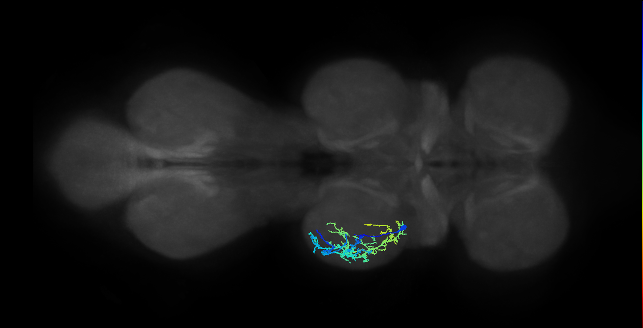 IN13A023_T2_L (MANC:20576)