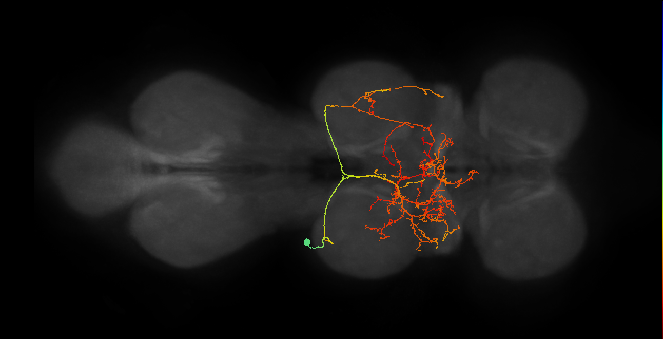 IN19B045_T2_L (MANC:20590)