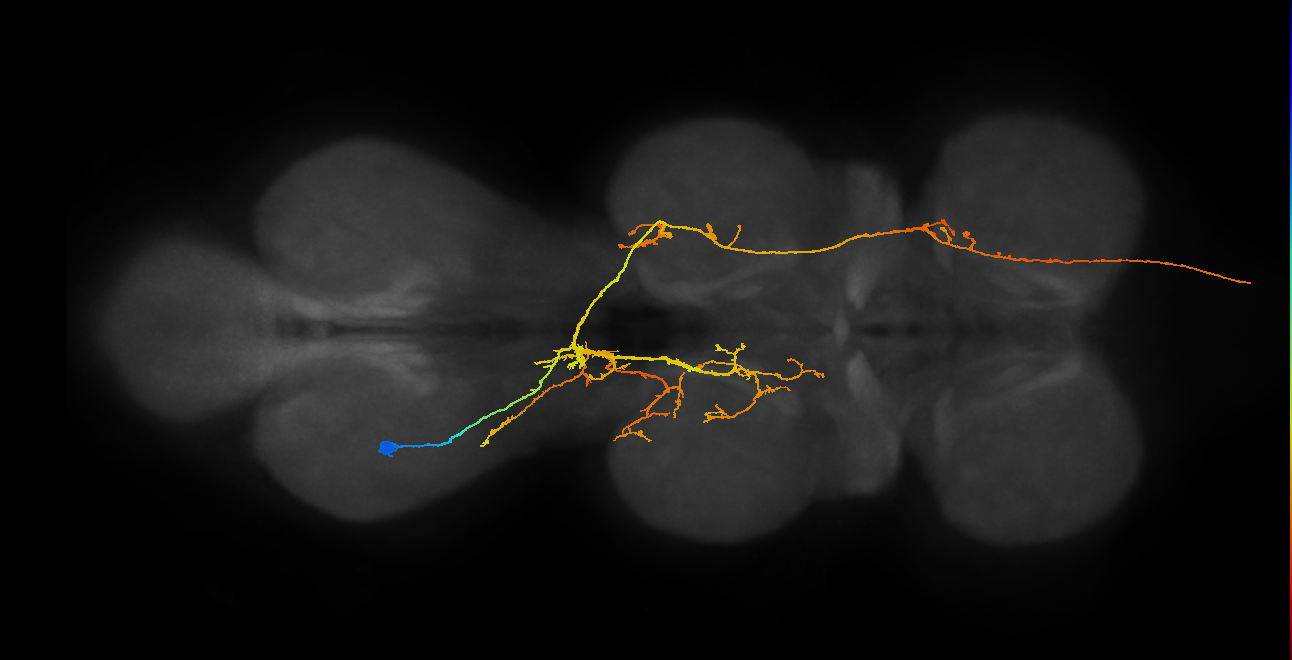 AN07B044_T3_L (MANC:20635)