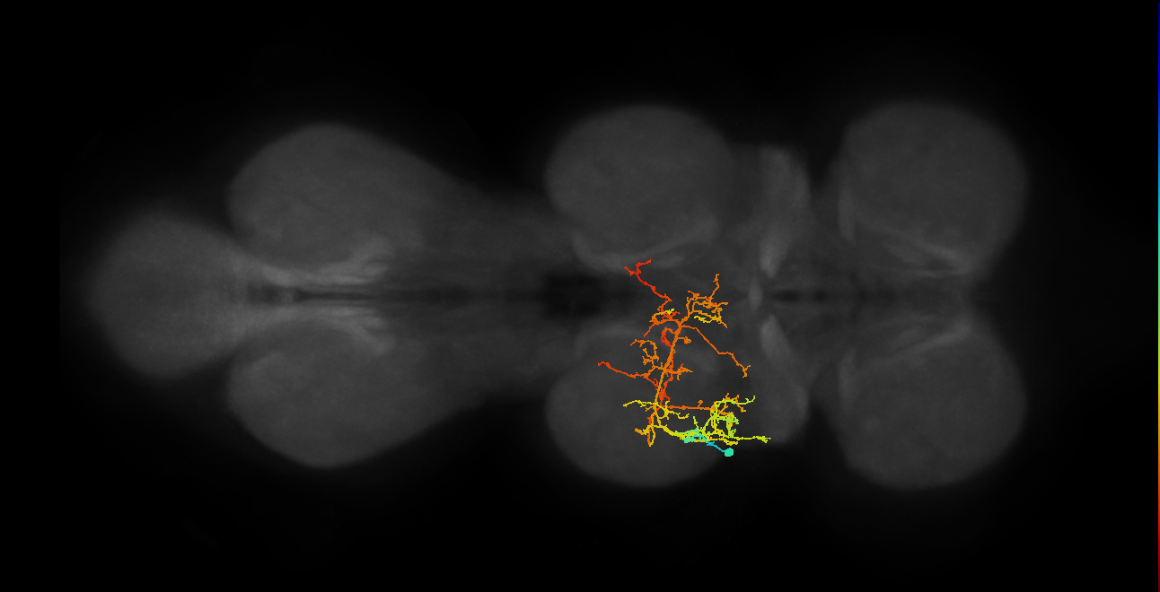 IN08A018_T2_L (MANC:20679)