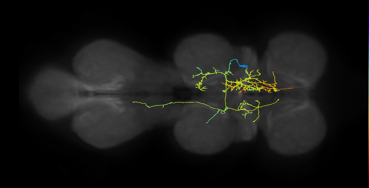 IN07B051_T2_R (MANC:20704)