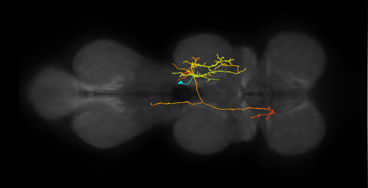 IN06A035_T2_R (MANC:20726)
