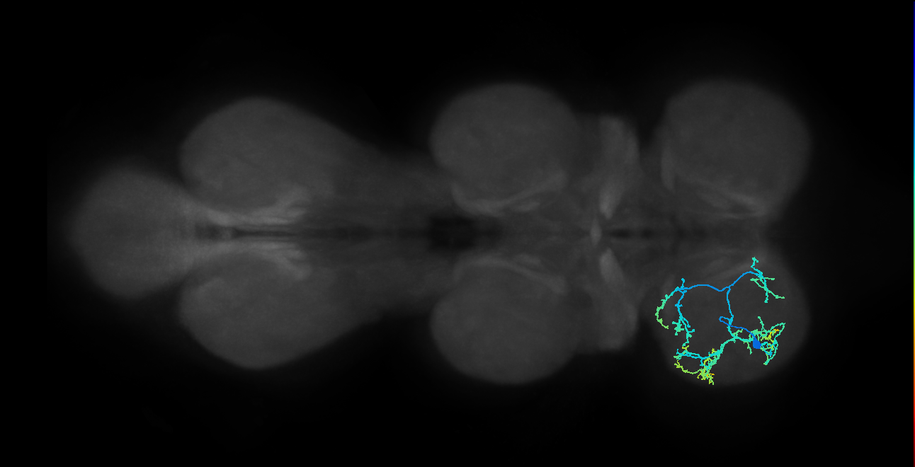 IN01B004_T1_L (MANC:20735)