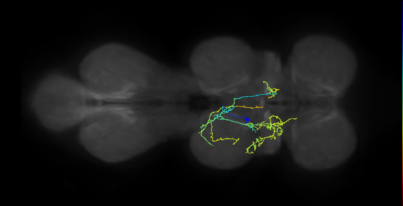 IN05B020_T2_L (MANC:20739)