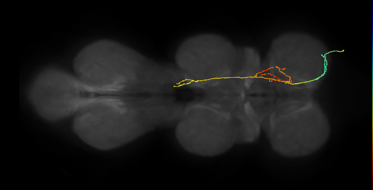 SNpp16_PrN_R (MANC:20773)