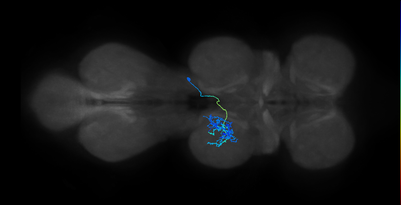 IN12B015_T2_R (MANC:20794)