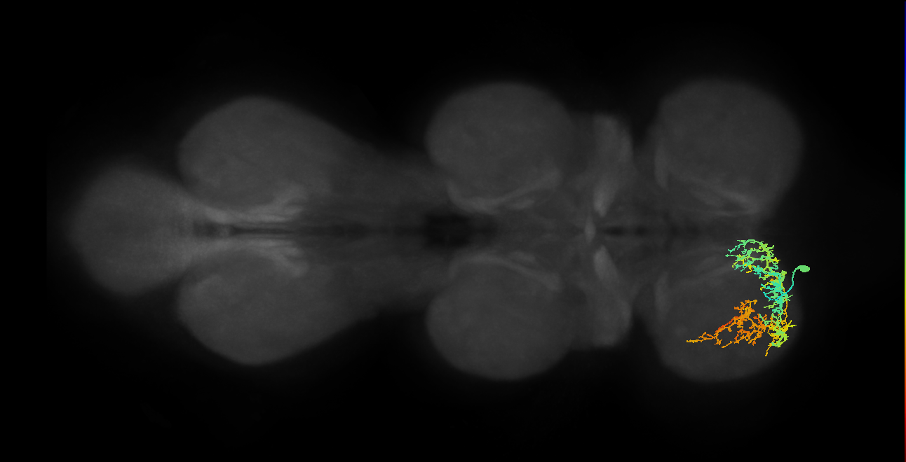 IN13A029_T1_L (MANC:20800)