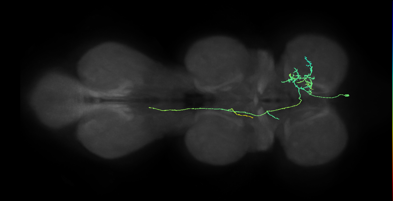 IN10B010_T1_R (MANC:20807)