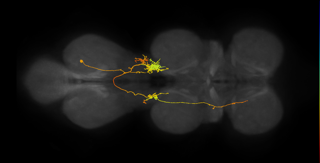 IN06A064_A1_R (MANC:20812)