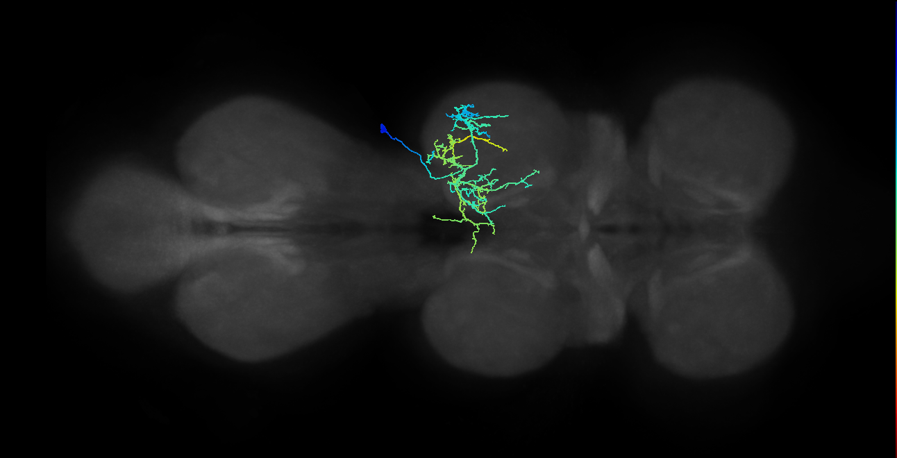IN21A038_T2_R (MANC:20905)