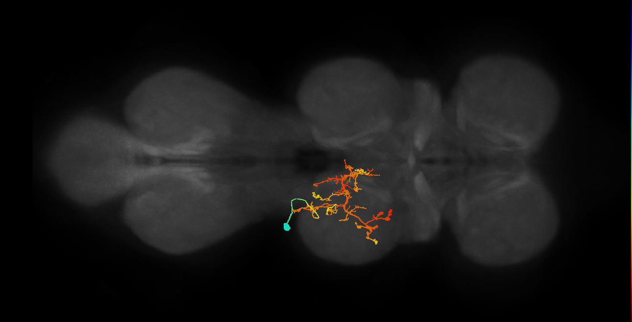 IN03B062_T2_L (MANC:20913)