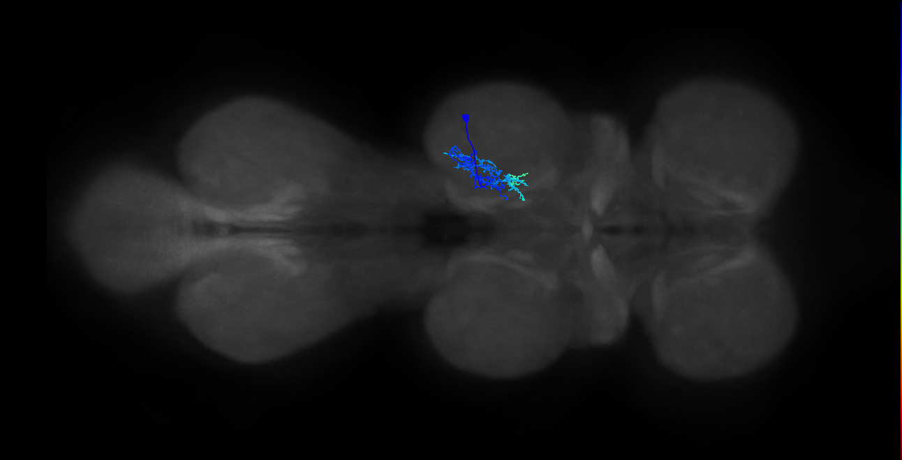 IN01B015_T2_R (MANC:20922)