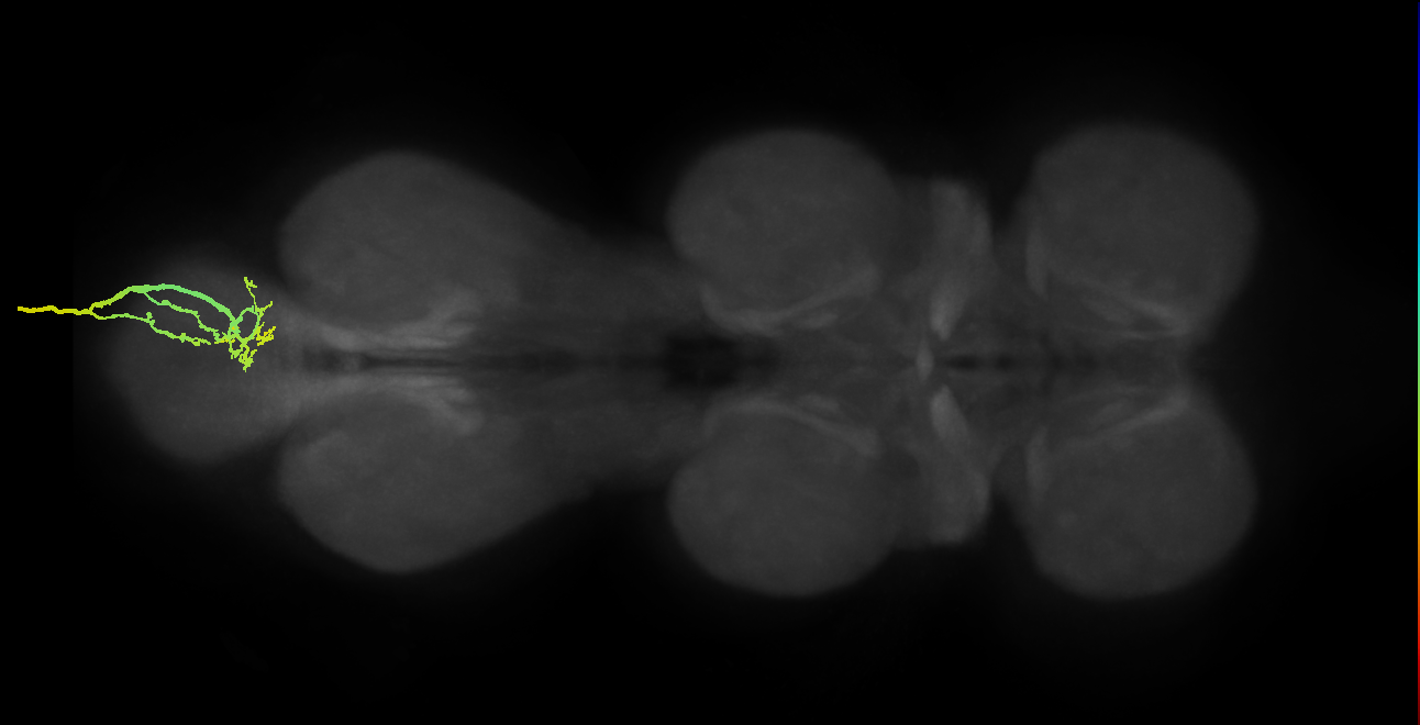 SNxx15_AbNT_R (MANC:20934)