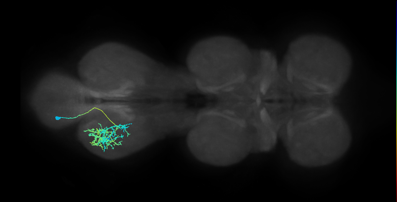 IN21A027_T3_L (MANC:20947)