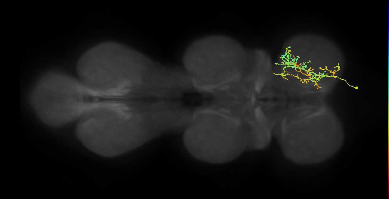 IN16B022_T1_R (MANC:20949)