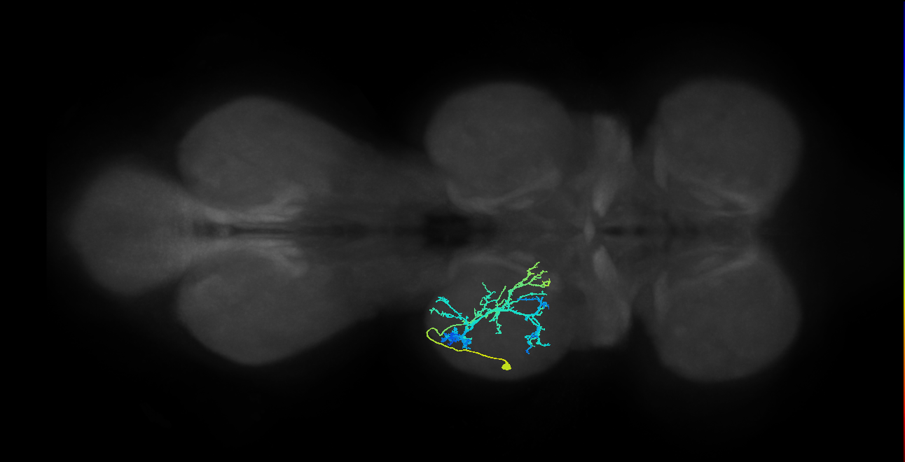 IN19A041_T2_L (MANC:20951)