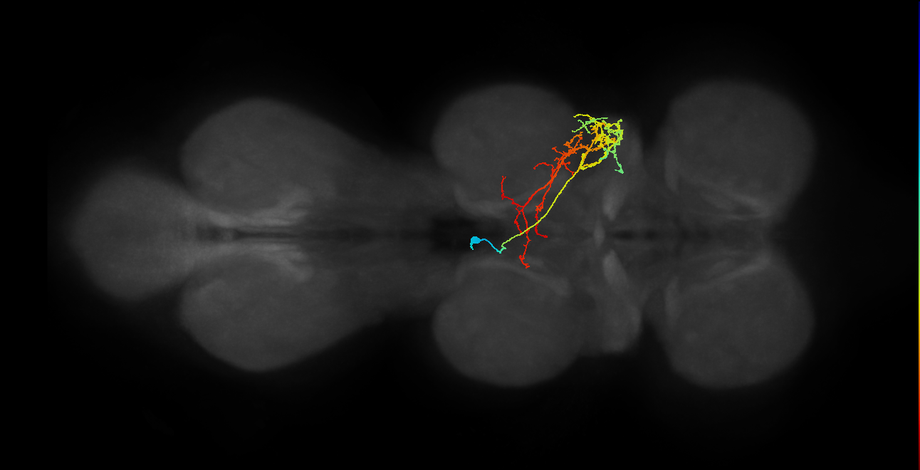 IN06B075_T2_L (MANC:20955)