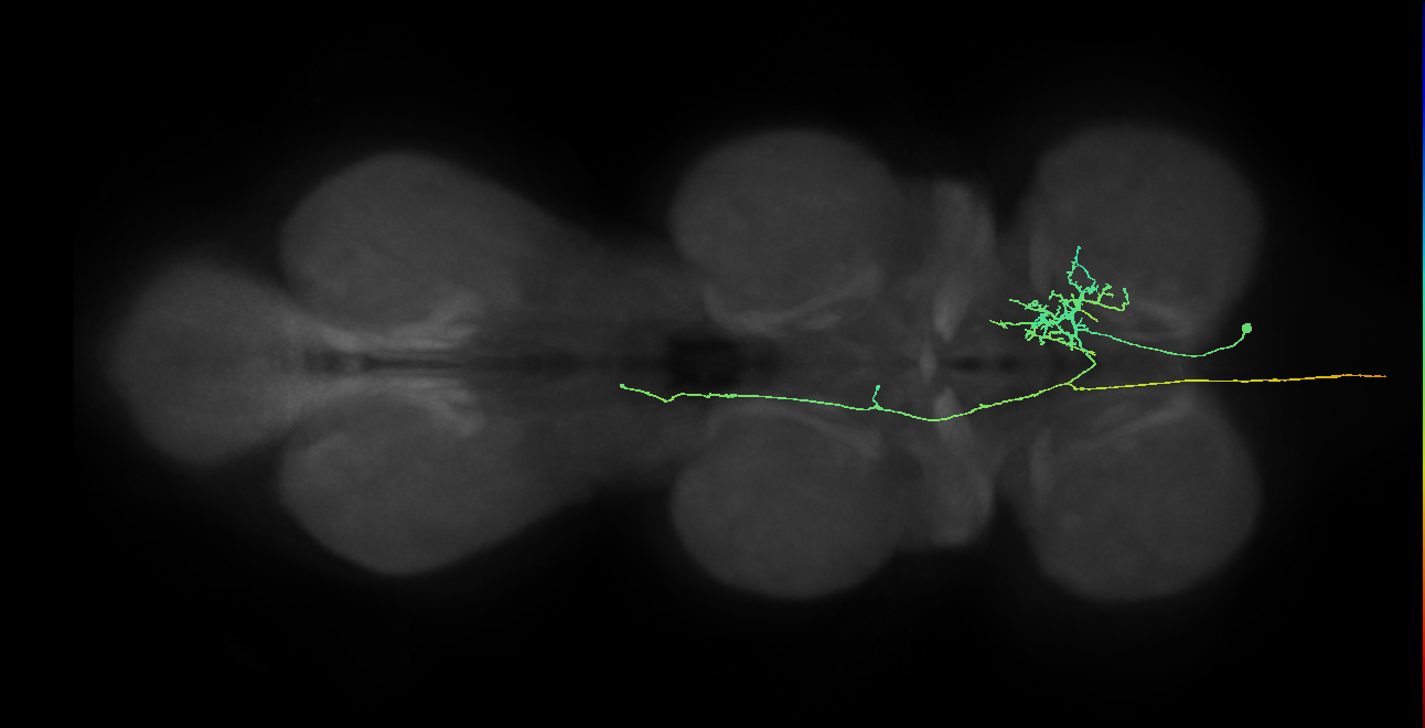 AN10B008_T1_R (MANC:20956)