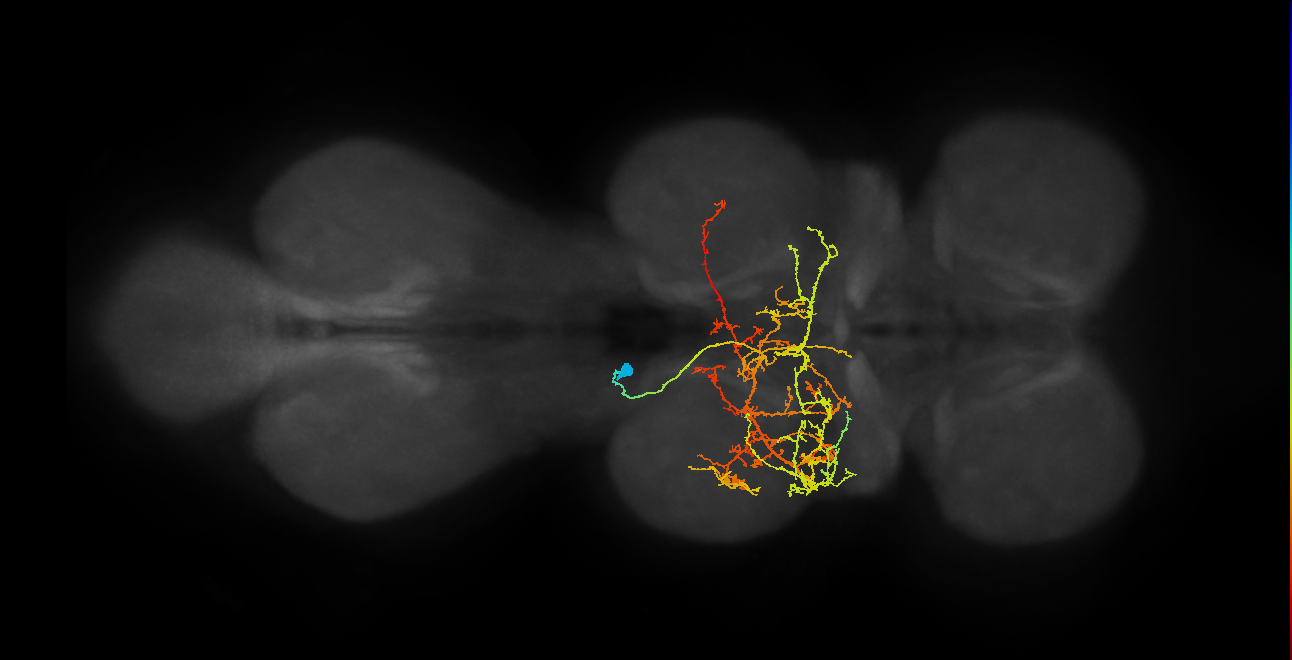 IN12A041_T2_L (MANC:21017)