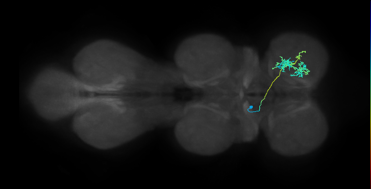 IN12B015_T1_L (MANC:21073)