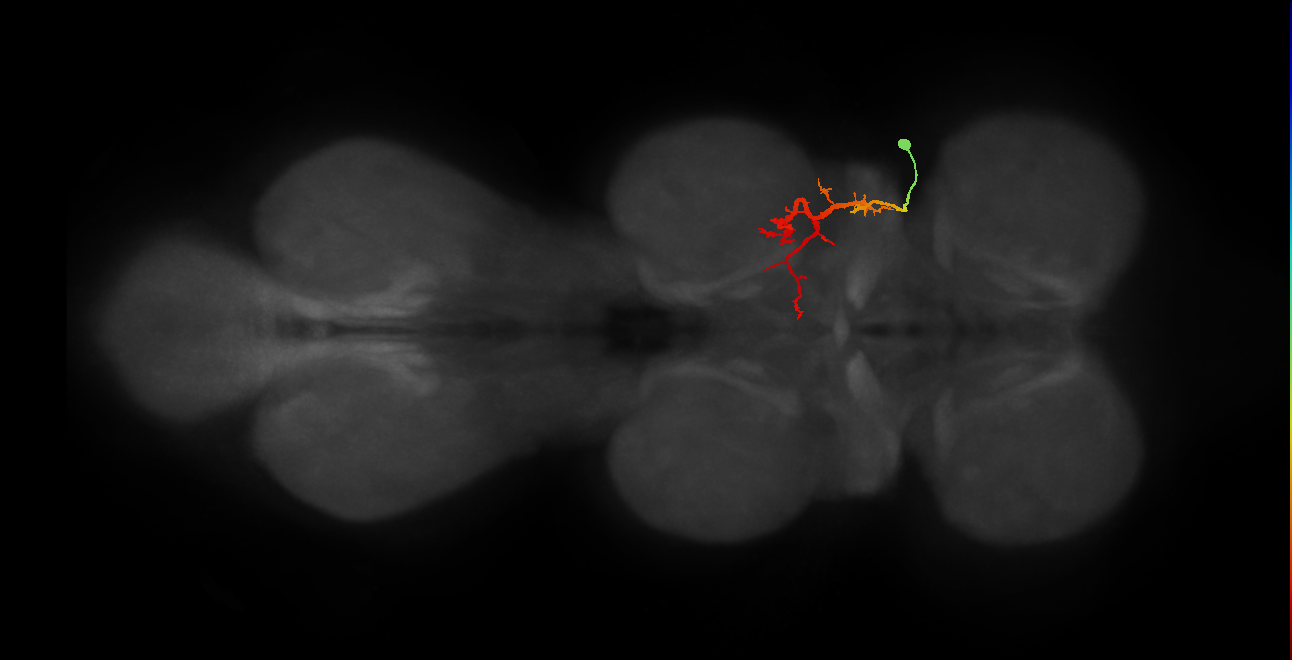IN03B067_T1_R (MANC:21081)