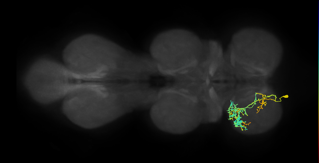 IN16B020_T1_L (MANC:21095)