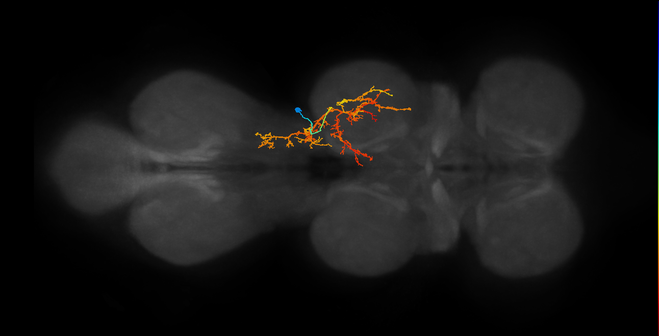 IN03B069_T2_R (MANC:21110)