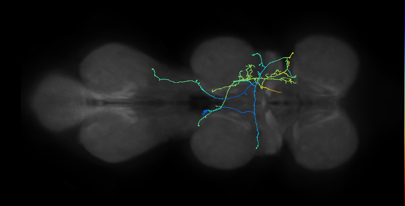 IN12B017_T2_L (MANC:21118)