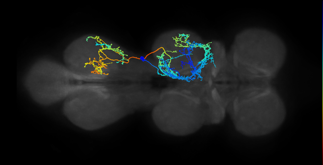 IN12A004_T2_R (MANC:21127)