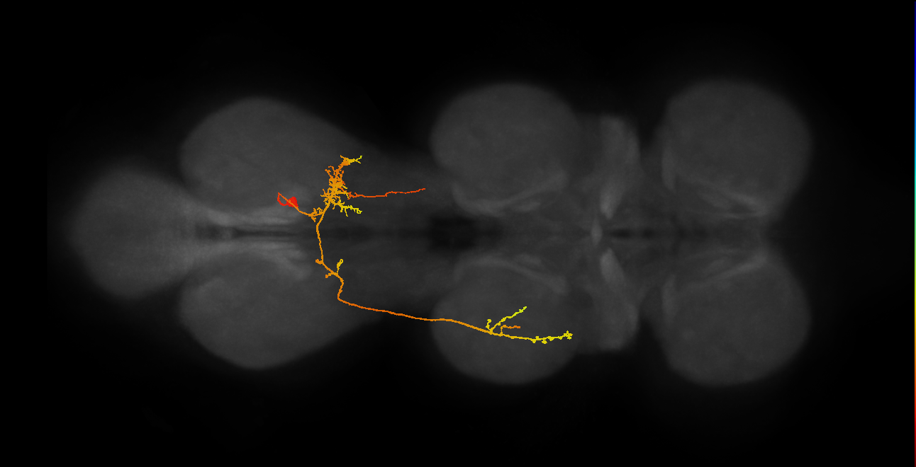 IN19B077_A1_R (MANC:21169)