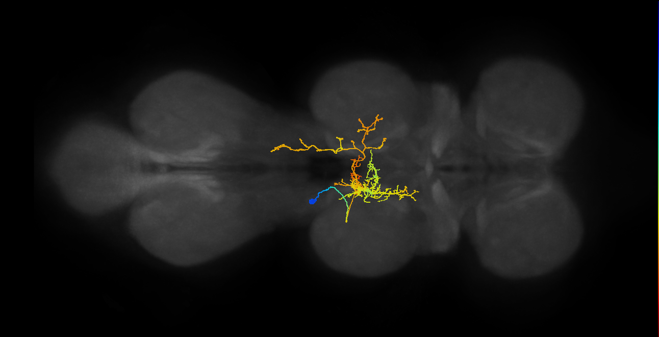 IN06A066_T2_L (MANC:21174)