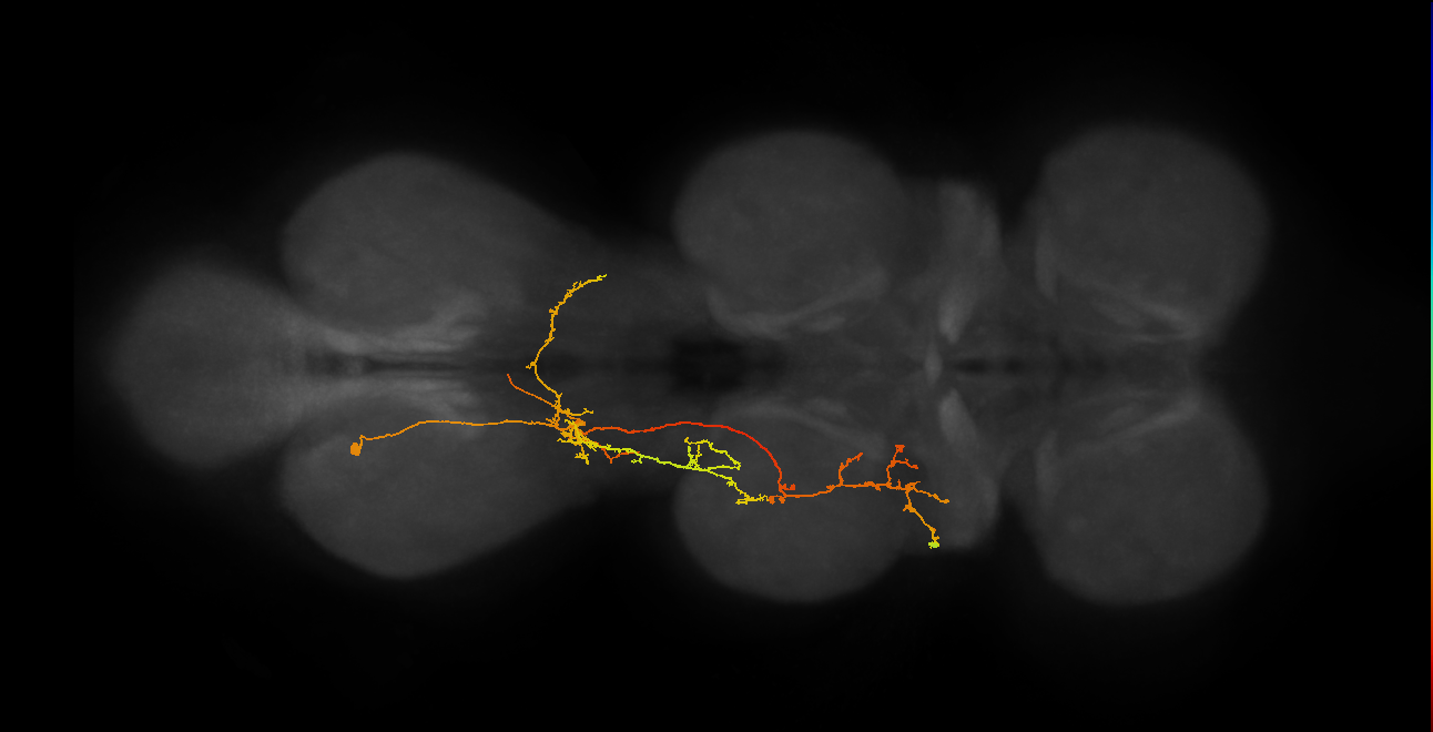 IN03B080_A1_L (MANC:21218)