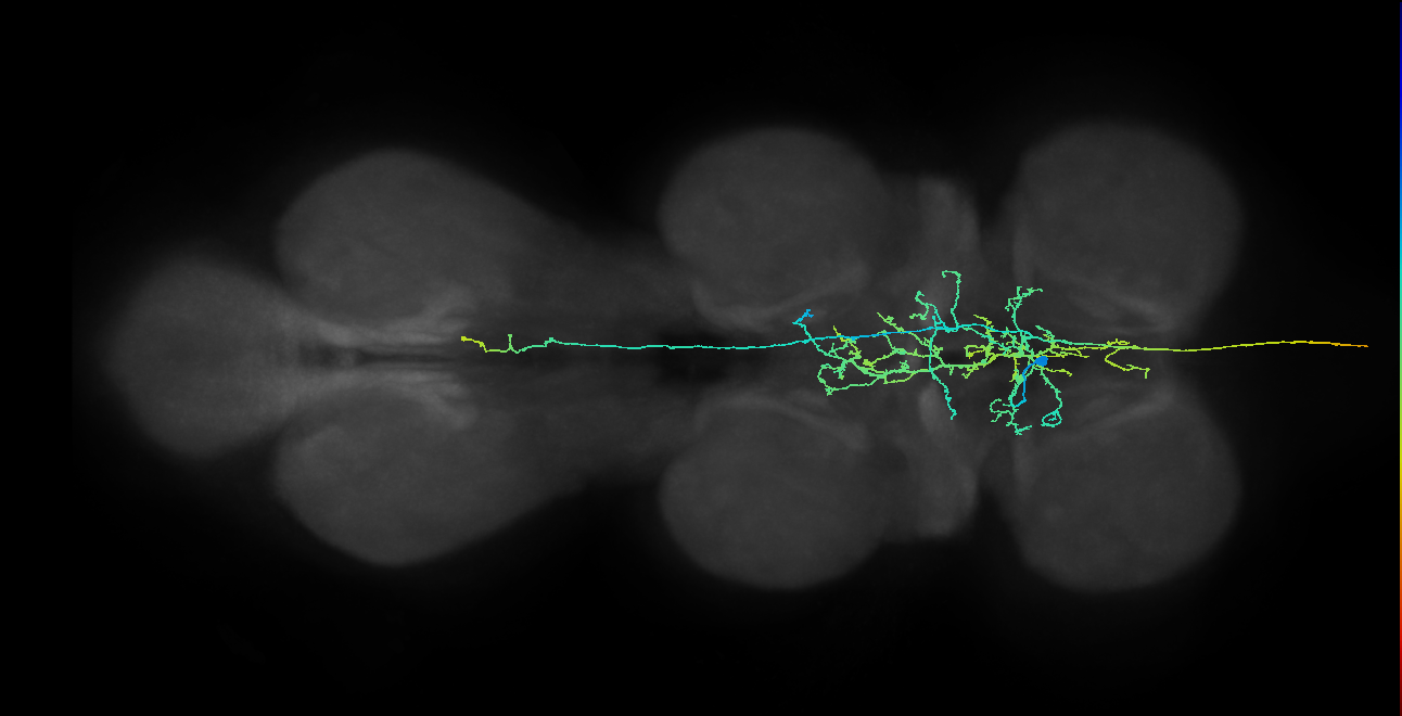 AN05B017_T1_L (MANC:21279)
