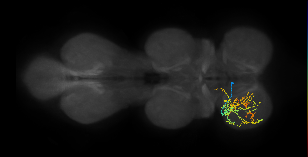 IN04B037_T1_L (MANC:21322)