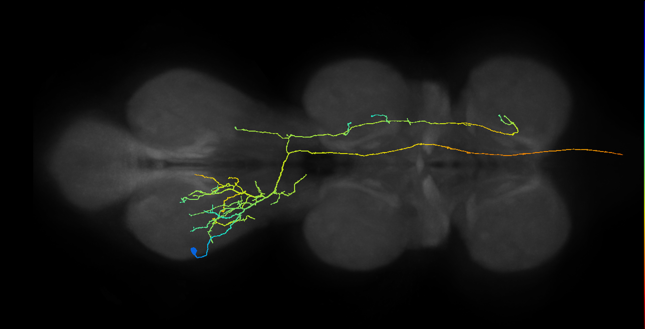 AN08B112_T3_L (MANC:21335)