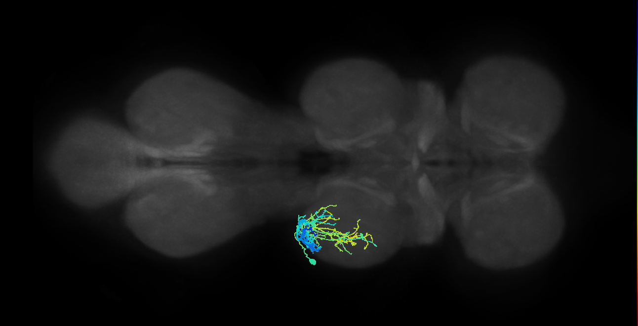 IN19A039_T2_L (MANC:21397)