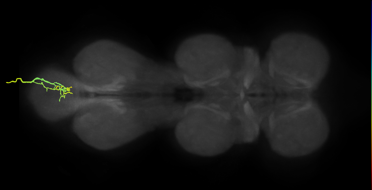 SNxx15_AbNT_R (MANC:21419)