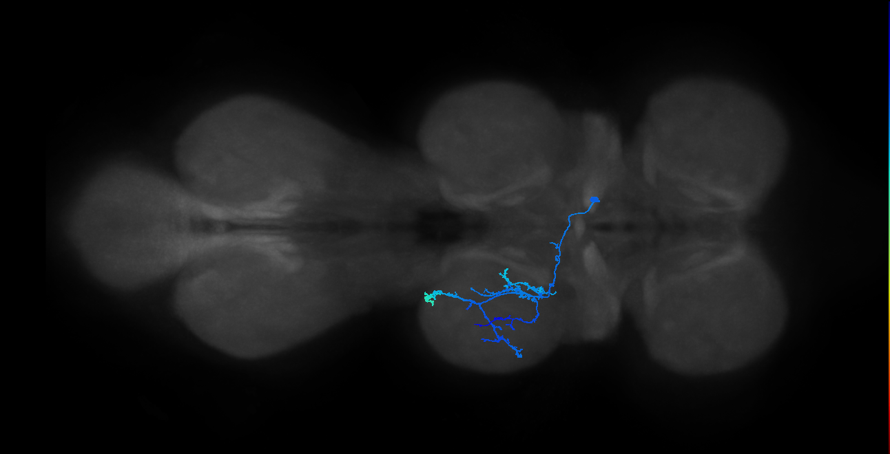 IN14A004_T2_R (MANC:21426)