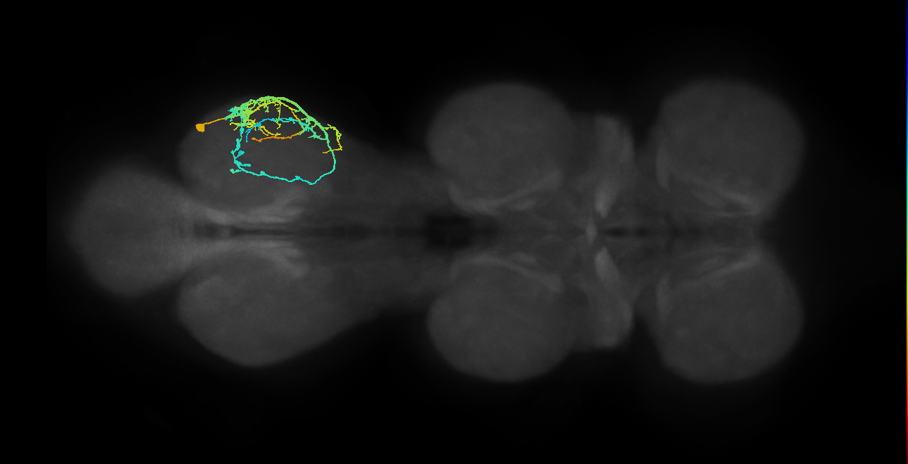 IN09A023_T3_R (MANC:21429)