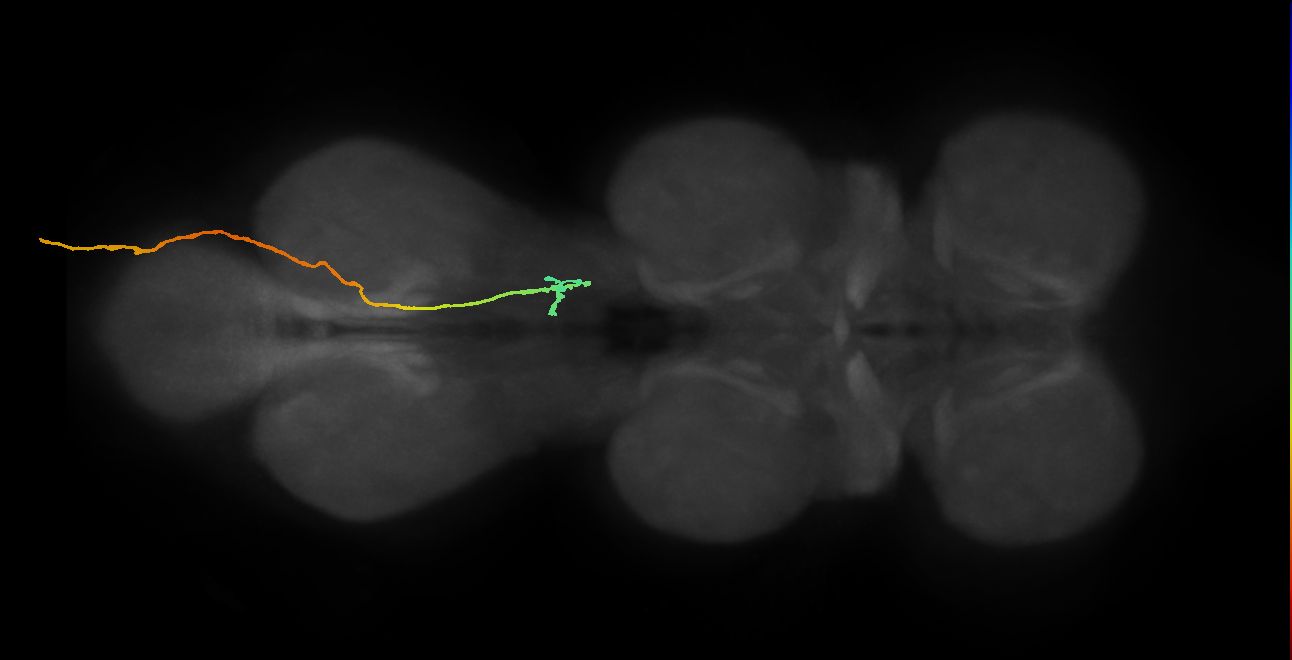 SNpp02_AbN3_R (MANC:21448)