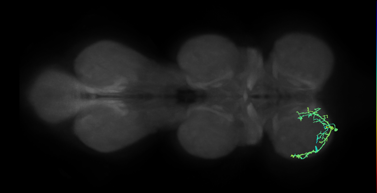 IN13A031_T1_L (MANC:21476)