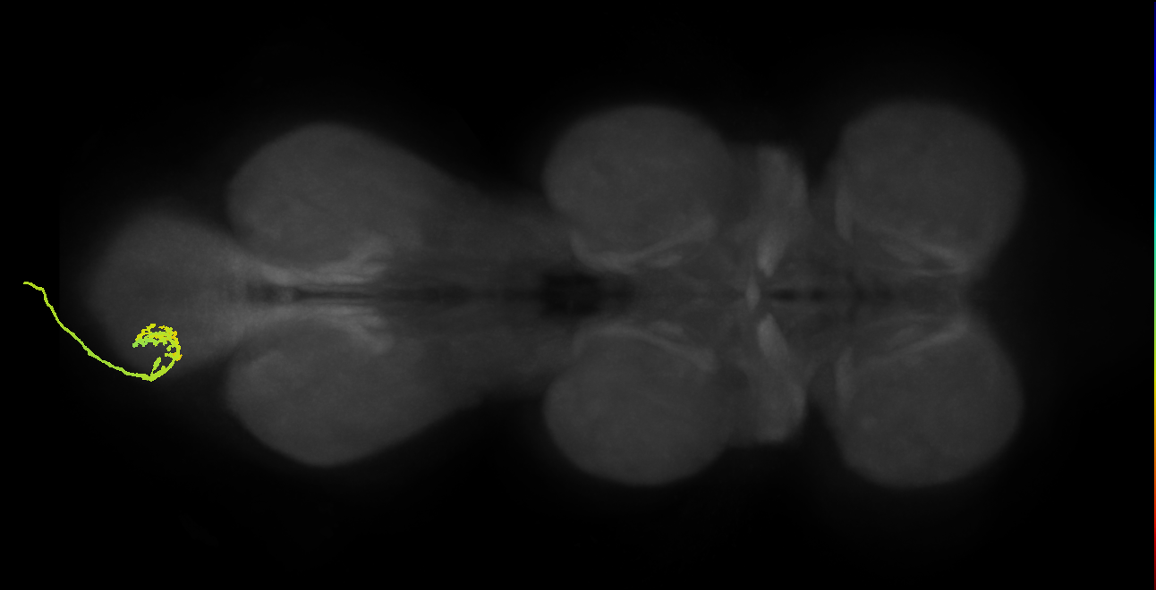 SNxx06_AbNT_L (MANC:21490)